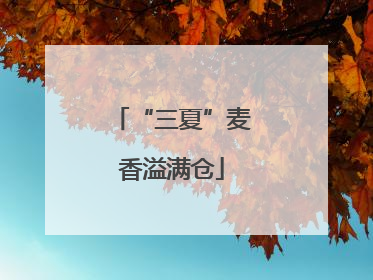 “三夏”麦香溢满仓
