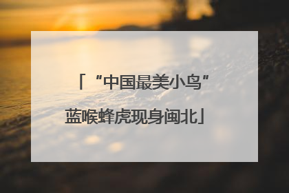 “中国最美小鸟”蓝喉蜂虎现身闽北