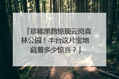 珍稀黑鹳惊现云岗森林公园！丰台这片宝地藏着多少惊喜？