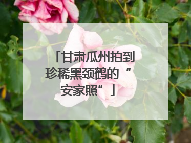 甘肃瓜州拍到珍稀黑颈鹤的“安家照”