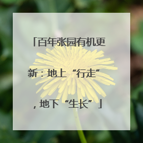 百年张园有机更新：地上“行走”，地下“生长”