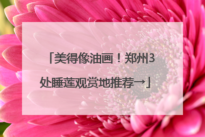 美得像油画！郑州3处睡莲观赏地推荐→