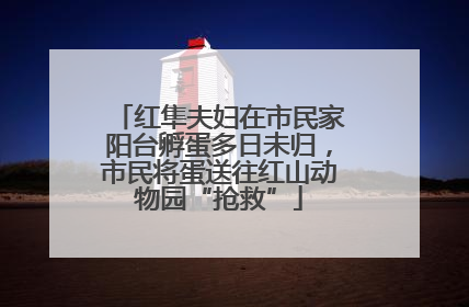 红隼夫妇在市民家阳台孵蛋多日未归，市民将蛋送往红山动物园“抢救”