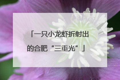 一只小龙虾折射出的合肥“三重光”