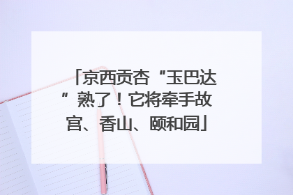 京西贡杏“玉巴达”熟了！它将牵手故宫、香山、颐和园