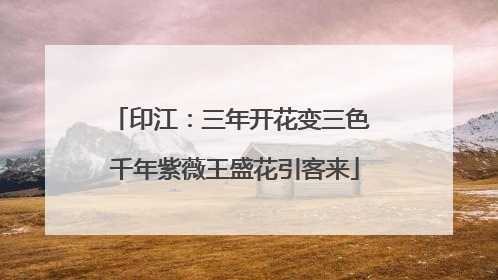 印江：三年开花变三色 千年紫薇王盛花引客来
