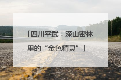 四川平武：深山密林里的“金色精灵”