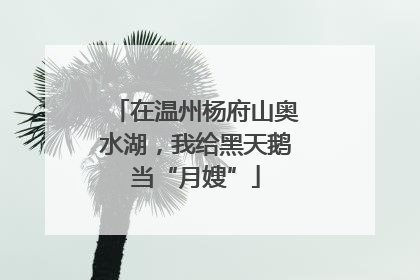 在温州杨府山奥水湖，我给黑天鹅当“月嫂”