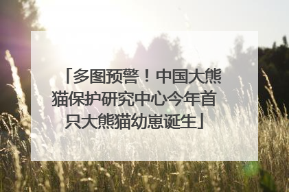 多图预警！中国大熊猫保护研究中心今年首只大熊猫幼崽诞生