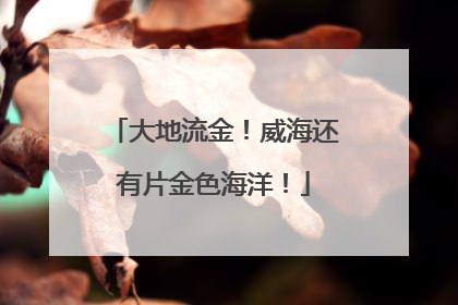 大地流金！威海还有片金色海洋！