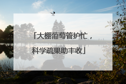 大棚葡萄管护忙，科学疏果助丰收