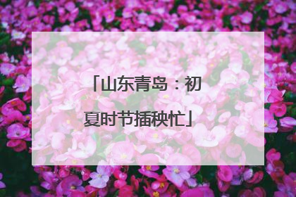 山东青岛：初夏时节插秧忙