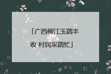 广西柳江玉藕丰收 村民采藕忙
