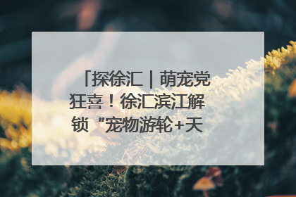 探徐汇｜萌宠党狂喜！徐汇滨江解锁“宠物游轮+天台乐园”双玩法