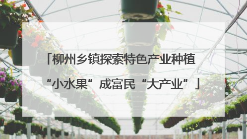 柳州乡镇探索特色产业种植 “小水果”成富民“大产业”