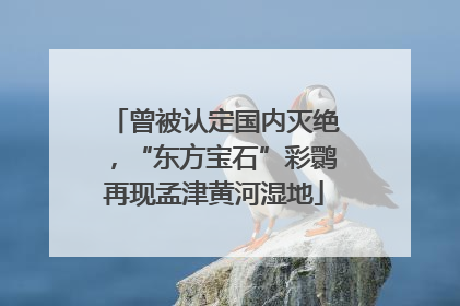 曾被认定国内灭绝，“东方宝石”彩鹮再现孟津黄河湿地