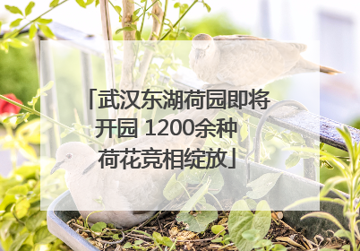 武汉东湖荷园即将开园 1200余种荷花竞相绽放