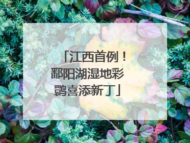 江西首例！鄱阳湖湿地彩鹮喜添新丁