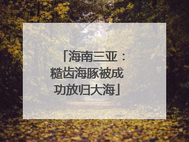 海南三亚：糙齿海豚被成功放归大海
