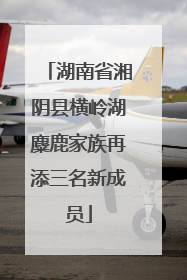 湖南省湘阴县横岭湖麋鹿家族再添三名新成员