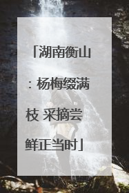 湖南衡山：杨梅缀满枝 采摘尝鲜正当时