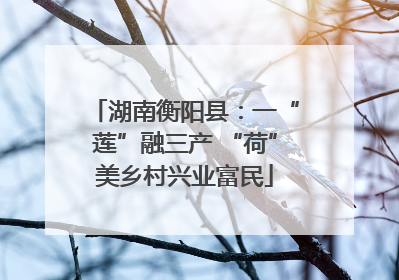 湖南衡阳县：一“莲”融三产 “荷”美乡村兴业富民