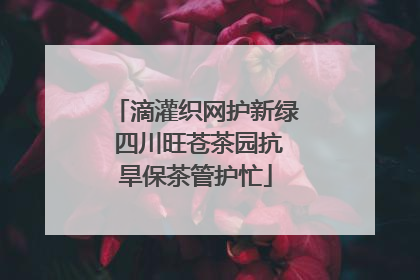 滴灌织网护新绿 四川旺苍茶园抗旱保茶管护忙