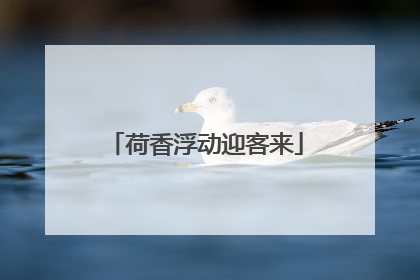 荷香浮动迎客来