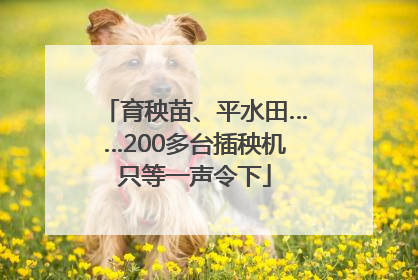育秧苗、平水田……200多台插秧机只等一声令下