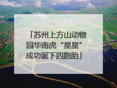 苏州上方山动物园华南虎“星星”成功诞下四胞胎