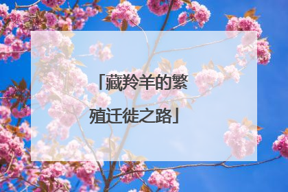 藏羚羊的繁殖迁徙之路