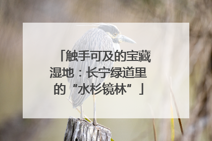 触手可及的宝藏湿地：长宁绿道里的“水杉镜林”