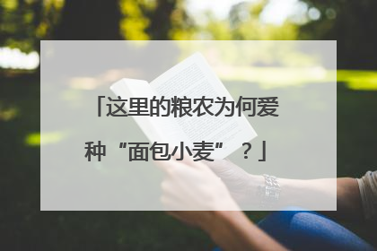 这里的粮农为何爱种“面包小麦”？