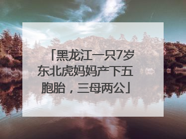 黑龙江一只7岁东北虎妈妈产下五胞胎，三母两公