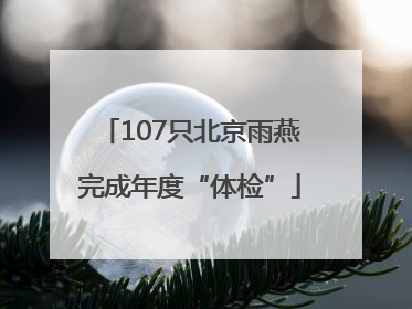 107只北京雨燕完成年度“体检”