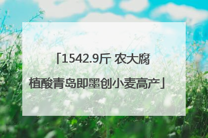 1542.9斤 农大腐植酸青岛即墨创小麦高产