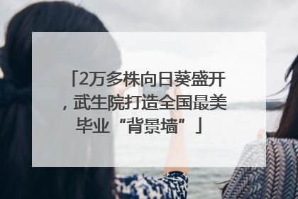 2万多株向日葵盛开，武生院打造全国最美毕业“背景墙”