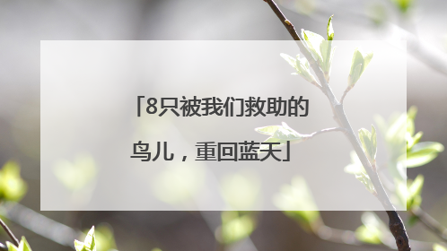8只被我们救助的鸟儿，重回蓝天